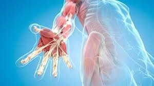 Fascia Body Website